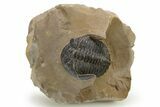 Curled Hollardops Trilobite - Foum Zguid, Morocco #275232-1
